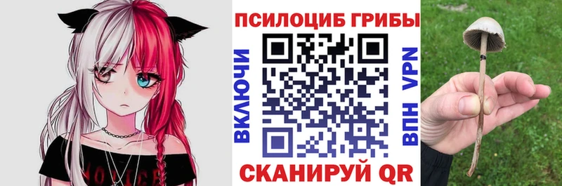 Купить где  Балабаново  Галлюциногенные грибы Cubensis 